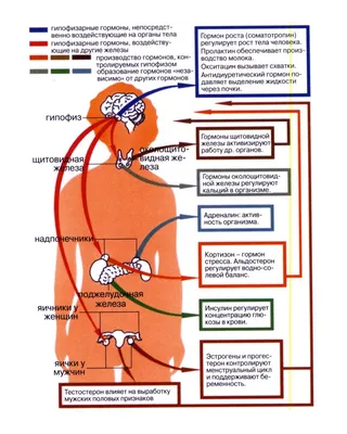 Какие гормоны вырабатывает эпифиз - таблица