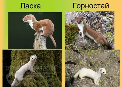 Горностай (лат. Mustela erminea), фотографии горностая