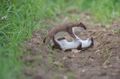 A Stoat, the Little Thief - YouTube