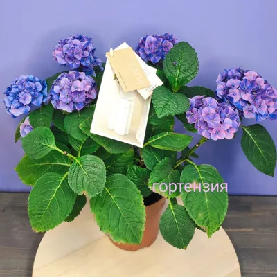 Гортензия метельчатая Grandiflora, купить саженцы в Перми, цена - питомник  «Анютины Глазки»