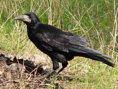 Грач (фото): Птица, которая приносит на крыльях весну Смотри больше  http://kot-pes.com/grach-foto-ptica/ | Грач, Тотемы животных, Животные