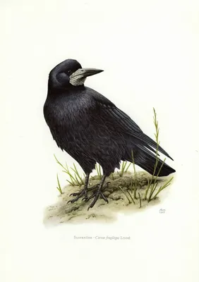 Грач Corvus frugilegus Rook
