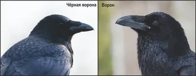 Грач - eBird