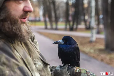 Забрал грача домой с улицы: как приручить птицу, чем кормить грача - 30  ноября 2023 - 76.ру