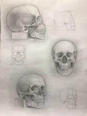Рисование черепа | Artisthall - Художественная мастерская