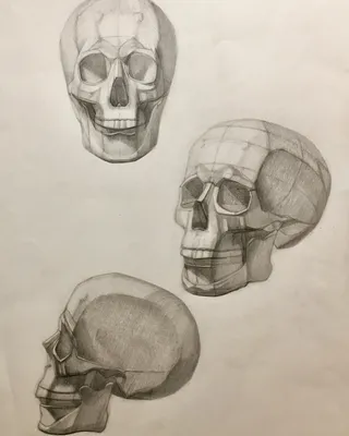 Иллюстрация череп в стиле 2d, графика | Illustrators.ru