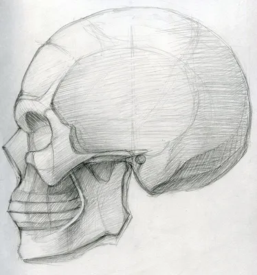 Милена Сергеевна Кочкурова - Академический рисунок черепа, XXI, 3×4×4 см:  Описание произведения | Артхив