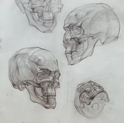 Рисование черепа | Artisthall - Художественная мастерская