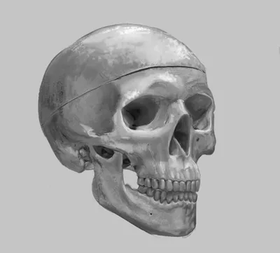 векторная иллюстрация черепа через три четверти Иллюстрация вектора -  иллюстрации насчитывающей конструкция, головка: 221504221