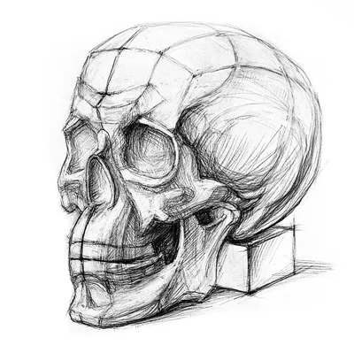 академическийрисунок#графика#карандаш#анатомия#череп#голова#рисунок#пропорции  | Рисунок черепа, Артбуки, Рисунок