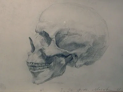 Рисунок черепа.