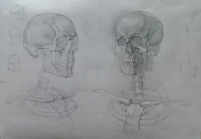 Художественная школа академической живописи и рисунка Беланова С. В. -  Академический рисунок черепа , работа нашего ученика . #череп  #пластическаяанатомия #рисунокчерепа #академическийрисунок #обучениерисунку  #курсырисования #подольскшкола ...