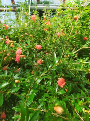 Цветы гранатового дерева | Пикабу