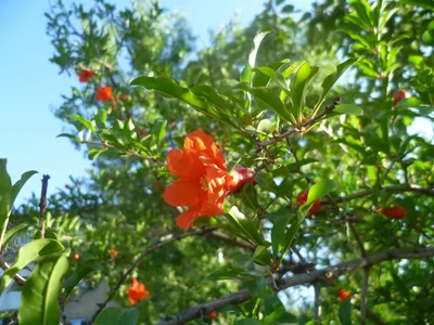 Цветок и плод гранатового дерева :: Леонид Дудко – Социальная сеть ФотоКто