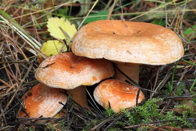 Гриб Рыжик настоящий Lactarius deliciosus - купить мицелий грибов в  интернет-магазине