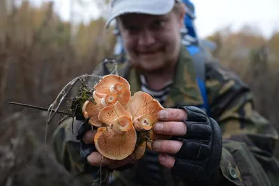 Рыжик: описание гриба, как выглядит и какого цвета, где растет, польза, вред