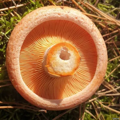 Часто грибы рыжики зеленеют после обработки. Это естественный процесс,  который не влияет на качество и вкус продукта. Поэтому не стоит… | Instagram