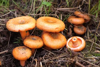 Королевский рыжик гриб (52 фото) - 52 фото