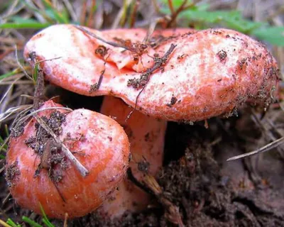 Мицелий грибов Грибница субстрат микоризный Рыжик Деликатесный, 1 л Симбиоз  - купить в Москве, цены на Мегамаркет