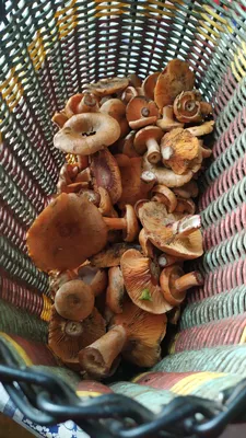 Царский гриб Рыжик 🍄👑 #mushroombook #mushrooms #mushroom #porcini #nature  #грибы #лес #тихаяохота #культлеса #грибныетуры #гидполесу… | Instagram
