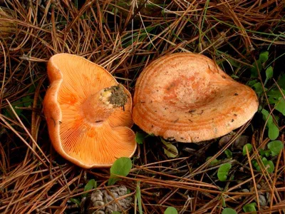 Значок гриба рыжика, плоский стиль Иллюстрация вектора - иллюстрации  насчитывающей ботаническую, естественно: 88760950