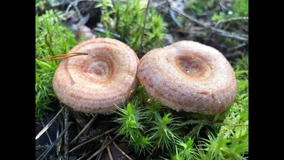 Рыжик полукровоточащий (Lactarius semisanguifluus) фотографии, видео и  истории