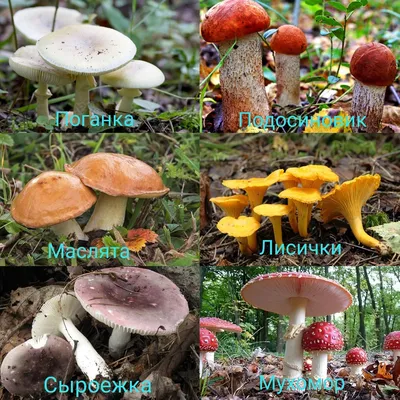 Грибы – как отличить съедобные от несъедобных, чем отличаются грибы