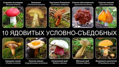 Съедобные грибы — Википедия