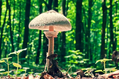 Как отличить съедобные грибы нашего региона от опасных