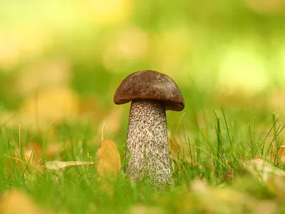 Первые грибы: какие съедобные, а какие ядовитые