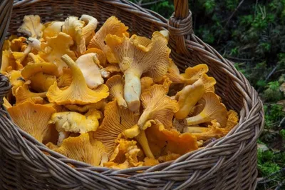 Съедобные грибы в России: названия, описание, внешний вид, фото, где  растут: Природа: Моя страна: Lenta.ru