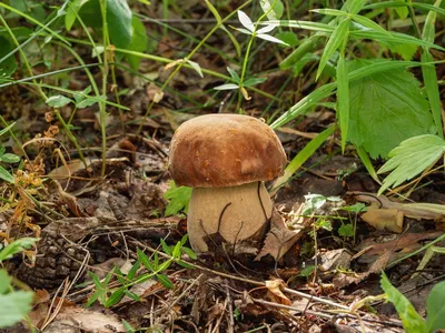 Грибы съедобные и ядовитые. Описания и виды грибов с фото. | Грибы, Рисунки  грибов, Растения