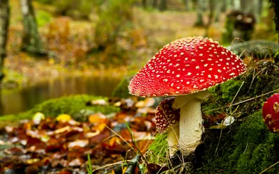 Осенние грибы (Большое количество фото!) - treepics.ru