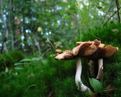 Рука держит опята в осеннем лесу крупным планом красивые съедобные грибы в  солнечном свете | Премиум Фото