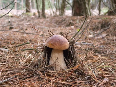 Осень грибы картинки - 78 фото