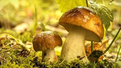 группа больших грибов на бревне в лесу, картинка лесных грибов фон картинки  и Фото для бесплатной загрузки