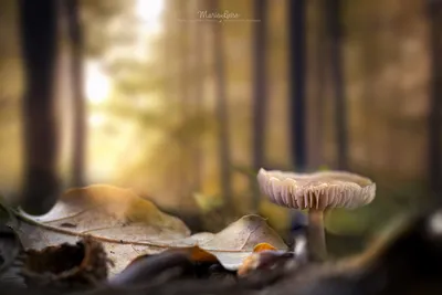в осеннем лесу растет болет или гриб свинины Стоковое Изображение -  изображение насчитывающей звероловство, среда: 230529939