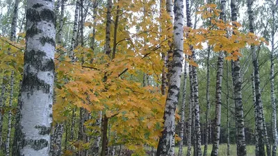 Полянка лисичек в лесу - 67 фото