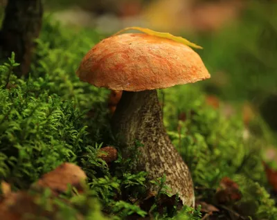 Сбор грибов Стоковые фотографии, картинки, все без лицензионных отчислений  - Envato Elements
