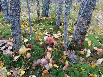 красный гриб в осеннем лесу, желудь с шапкой, Hd фотография фото, гриб фон  картинки и Фото для бесплатной загрузки