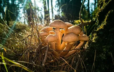 Гриб в осеннем лесу фото в стиле старинного цветного изображения | Премиум  Фото