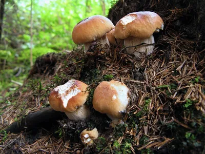 Картинки природа лес грибы (69 фото) » Картинки и статусы про окружающий  мир вокруг