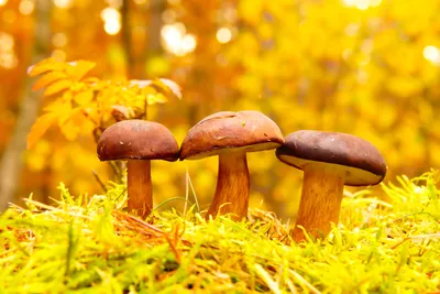 Три гриба в осеннем лесу - обои для рабочего стола, картинки, фото
