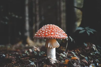 Осенние грибы19 (Много фото!) - treepics.ru
