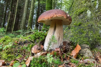 зеленый гриб стоковое изображение. изображение насчитывающей поганка -  231503861