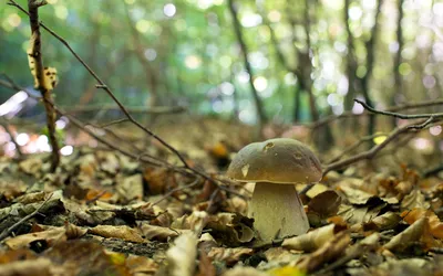 изображение красных грибов с мхом в лесу, чишиотаке, милый гриб, Hd  фотография фото фон картинки и Фото для бесплатной загрузки