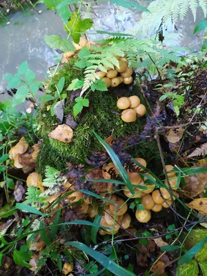 Осенний лес с грибами - красивые фото