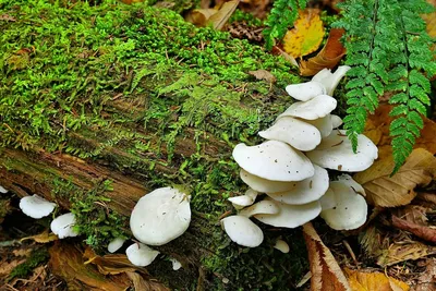 Рекордные белые грибы на пороге октября. | За городской чертой | Дзен