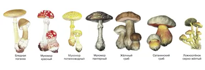 Названия грибов на английском 🇬🇧 с переводом и произношением