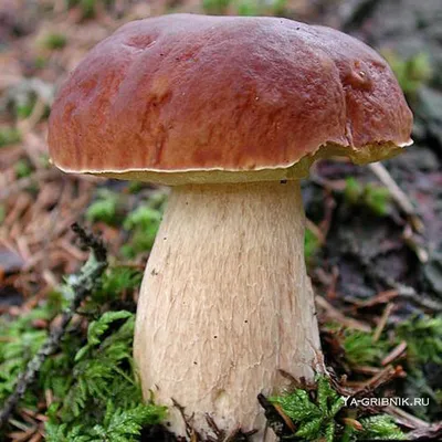 На тихую охоту: как собирать и готовить вкусные лесные грибы – блог  интернет-магазина Порядок.ру